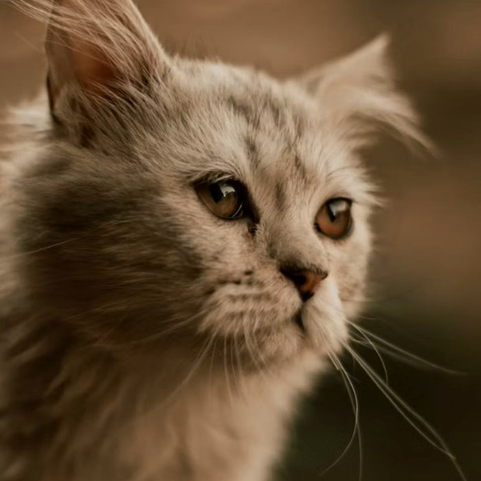 Un chat