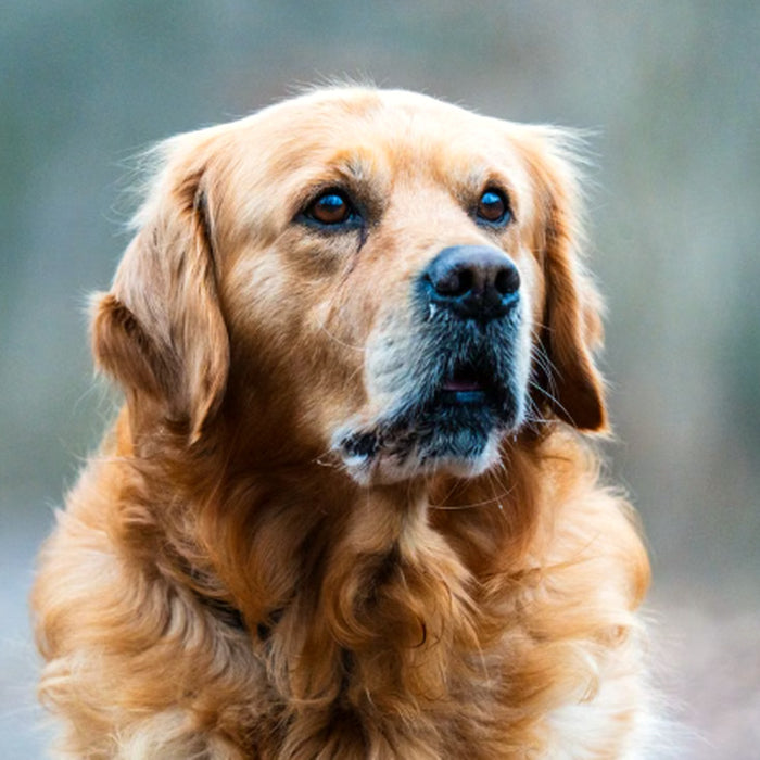 Un chien