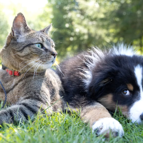 Un chien et un chat